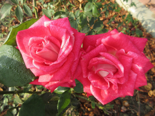 Обои картинки фото цветы, розы, осень