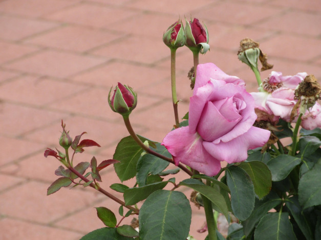 Обои картинки фото цветы, розы, осень