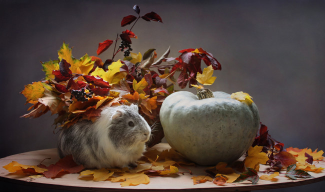 Обои картинки фото животные, морские свинки,  хомяки, тыква, осень, октябрь, морская, свинка, листья, композиция