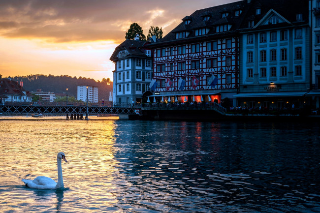 Обои картинки фото города, люцерн , швейцария, река, лебедь, мост
