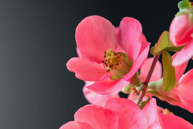 Обои картинки фото цветы, айва, кустарник, розовый