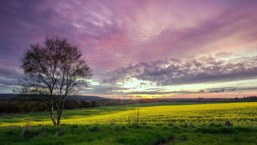 Картинка природа пейзажи берёза закат