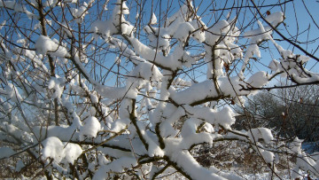 Картинка природа зима снег ветки