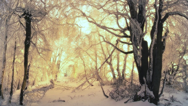 Обои картинки фото природа, зима, иней