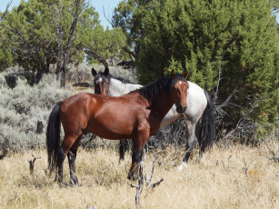Картинка животные лошади пара трава деревья