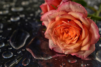 Картинка цветы розы роза вода капли
