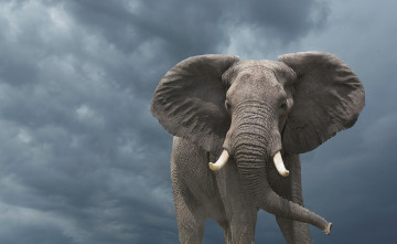 Картинка животные слоны слон африка слоновые хоботные млекопитающие