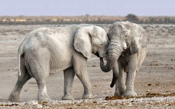 обоя слоны альбиносы, животные, слоны, слон, альбинос, слоновые, хоботные, млекопитающие