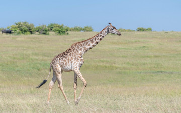 Картинка животные жирафы жираф савана млекопитающие парнокопытные жирафовые шея африка
