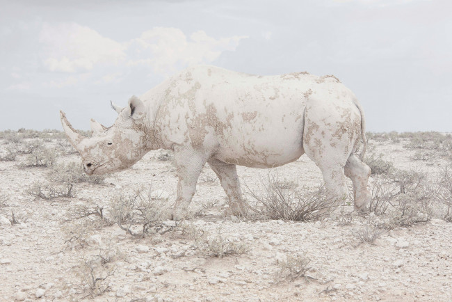 Обои картинки фото носорог альбинос, животные, носороги, носорог, альбинос, аномалия, белый, млекопитающие, непарнокопытные, носороговые