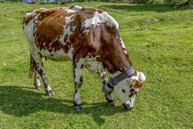 Обои картинки фото животные, коровы,  буйволы, alpine, milk, cow