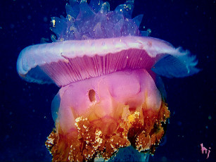 Картинка животные медузы