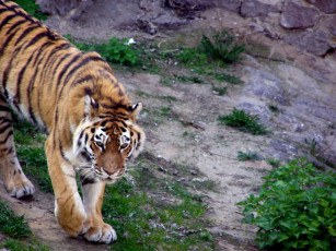 Картинка животные тигры