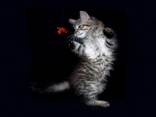 Обои картинки фото полька, бабочка, авт, маша, синичкина, животные, коты