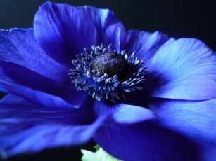 Картинка анемон цветы анемоны адонисы синий