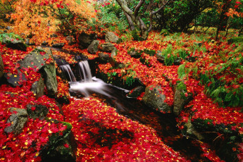 Картинка природа реки озера осень камни лтстья ручей лес