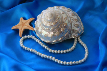 Картинка разное ракушки кораллы декоративные spa камни ракушка ожерелье морская звезда