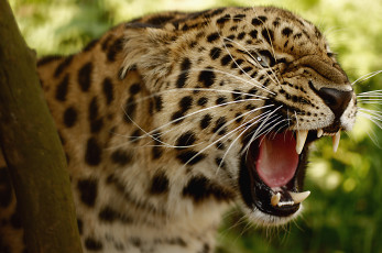 Картинка животные леопарды дикая кошка морда пасть клыки