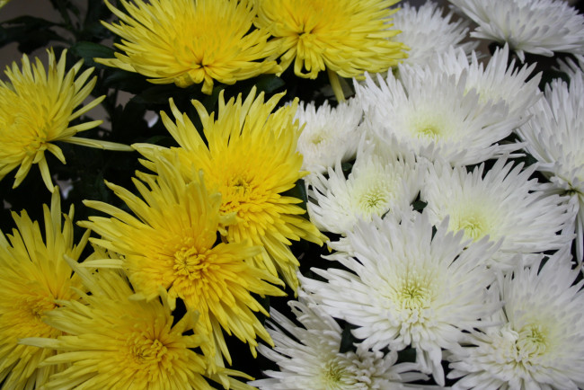 Обои картинки фото цветы, хризантемы, желтые, белые