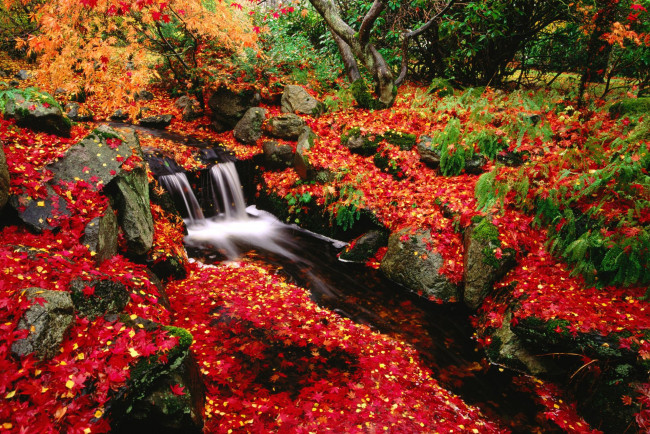 Обои картинки фото природа, реки, озера, осень, камни, лтстья, ручей, лес