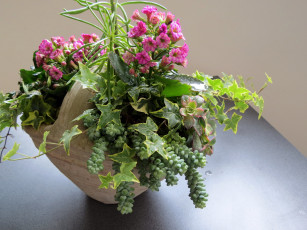 Картинка цветы каланхоэ kalanchoes