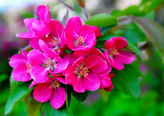 Картинка цветы цветущие деревья кустарники цветение ветка макро