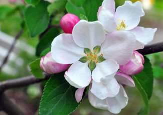 Картинка цветы цветущие деревья кустарники цветение яблоня бутоны лепестки макро ветка