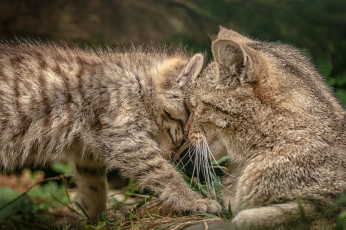 Картинка животные дикие кошки чувства малыш мама