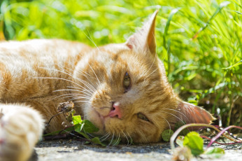 Картинка животные коты рыжий кот морда взгляд расслабон