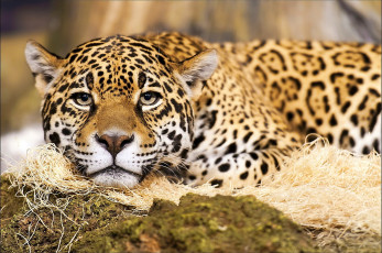 Картинка животные Ягуары Ягуар морда усы пятна хищник взгляд