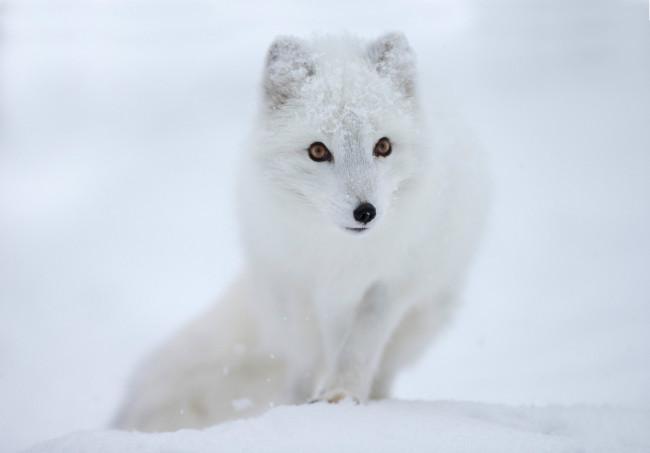 Обои картинки фото животные, песцы, песец, полярная, лисица, мордочка, взгляд, снег