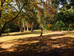 Картинка beale+arboretum++++england природа парк англия деревья сад ботанический