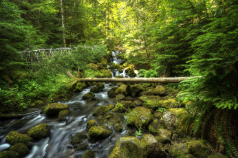Картинка сша+орегон природа водопады сша орегон лес ручей камни