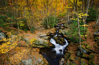 Картинка tennessee +usа природа лес usа осень ручей