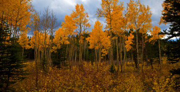 Картинка природа деревья национальный парк америка сша