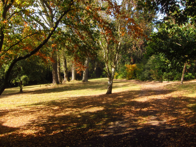 Обои картинки фото beale arboretum    england, природа, парк, англия, деревья, сад, ботанический