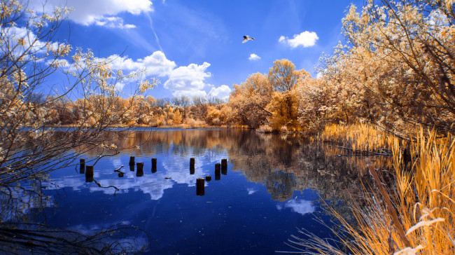 Обои картинки фото природа, реки, озера, лес, озеро, желтая, листва, осень