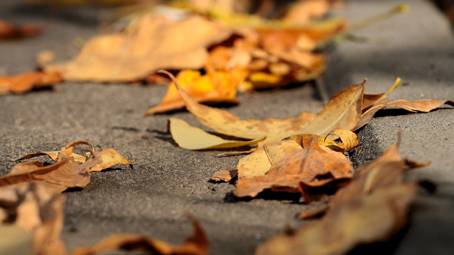 Обои картинки фото природа, листья, дорога, осень