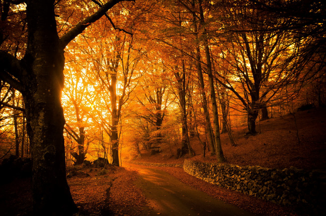 Обои картинки фото природа, парк, тропинка, деревья, осень