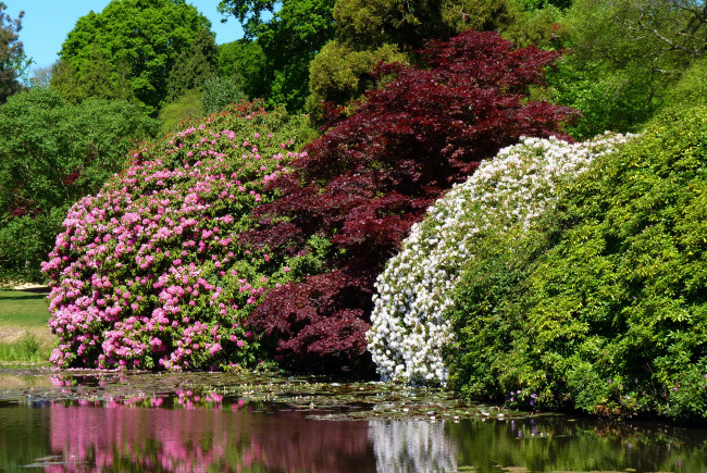 Обои картинки фото sheffield park- garden англия, природа, парк, водоем, кусты