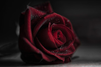Картинка цветы розы вода роса боке капли роза размытость макро