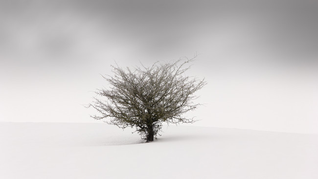 Обои картинки фото природа, деревья, туман, фон, дерево, снег