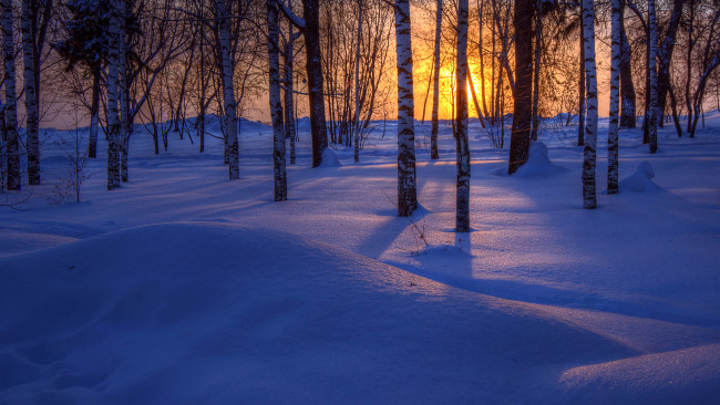 Обои картинки фото природа, зима, деревья, снег, закат, лес