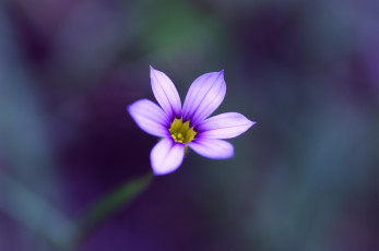 Картинка цветы сиреневый цветок