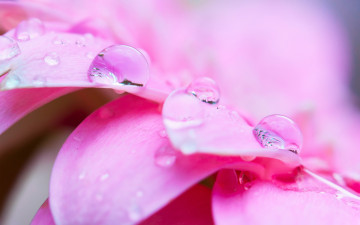 Картинка цветы герберы макро розовый капли лепестки