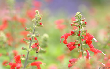 Картинка цветы луговые+ полевые +цветы насекомое пчела красные соцветия