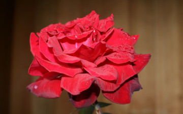 Картинка цветы розы макро капли
