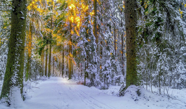 Обои картинки фото природа, зима, снег, сосны, лес