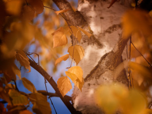 Картинка природа листья листва макро кора ствол берёза дерево цвет жёлтый осень размытие