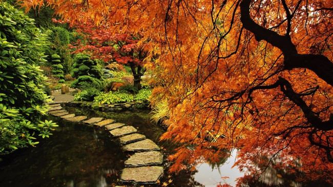 Обои картинки фото природа, парк, осень, деревья, водоем